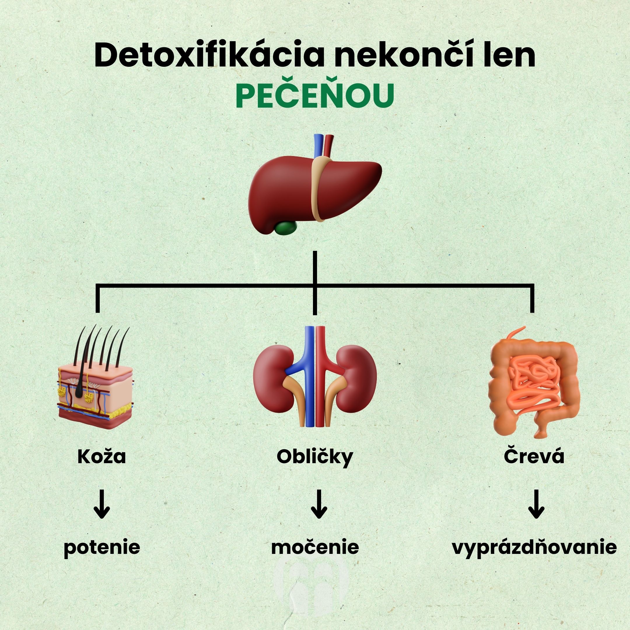 Detoxifikace nekonči jen JÁTRY